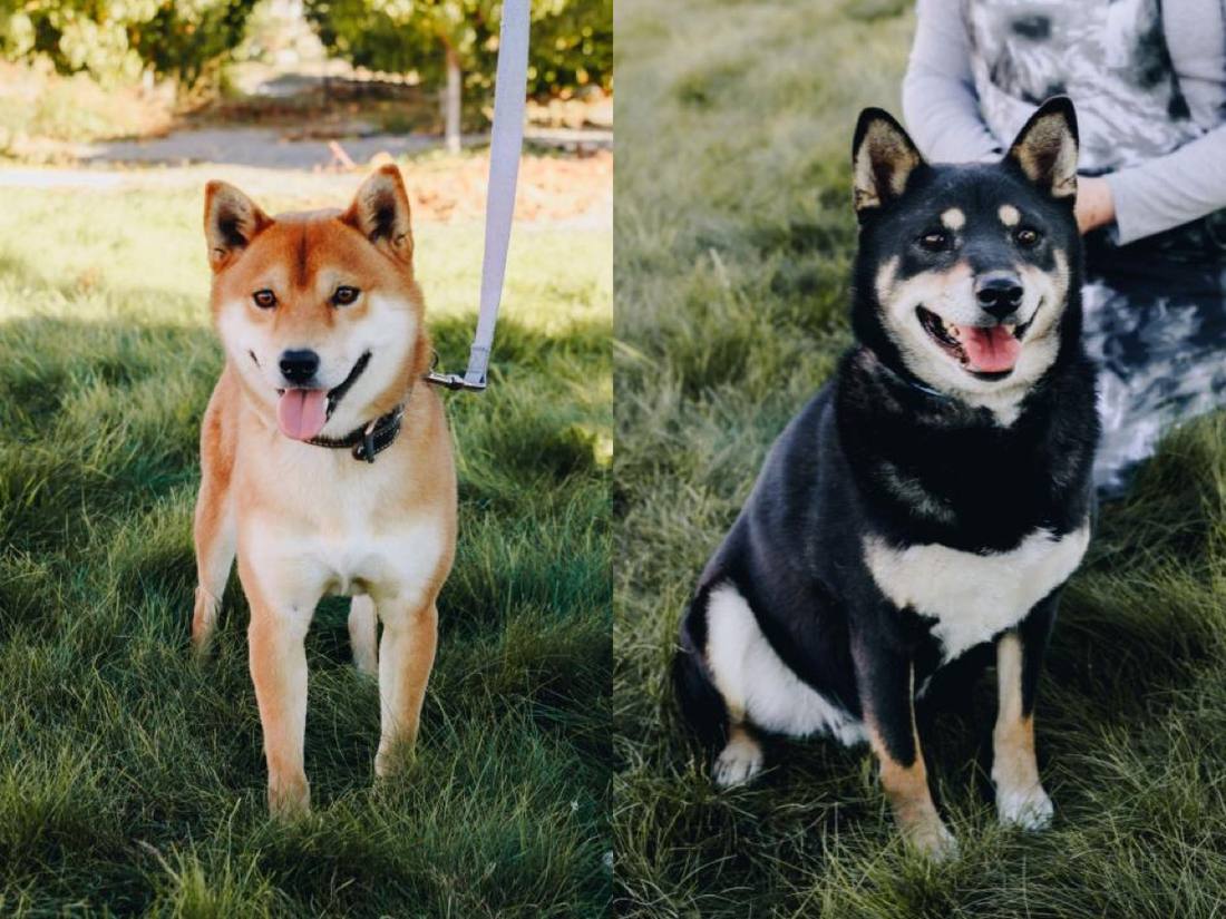 Fox and Mica standing together on grass
