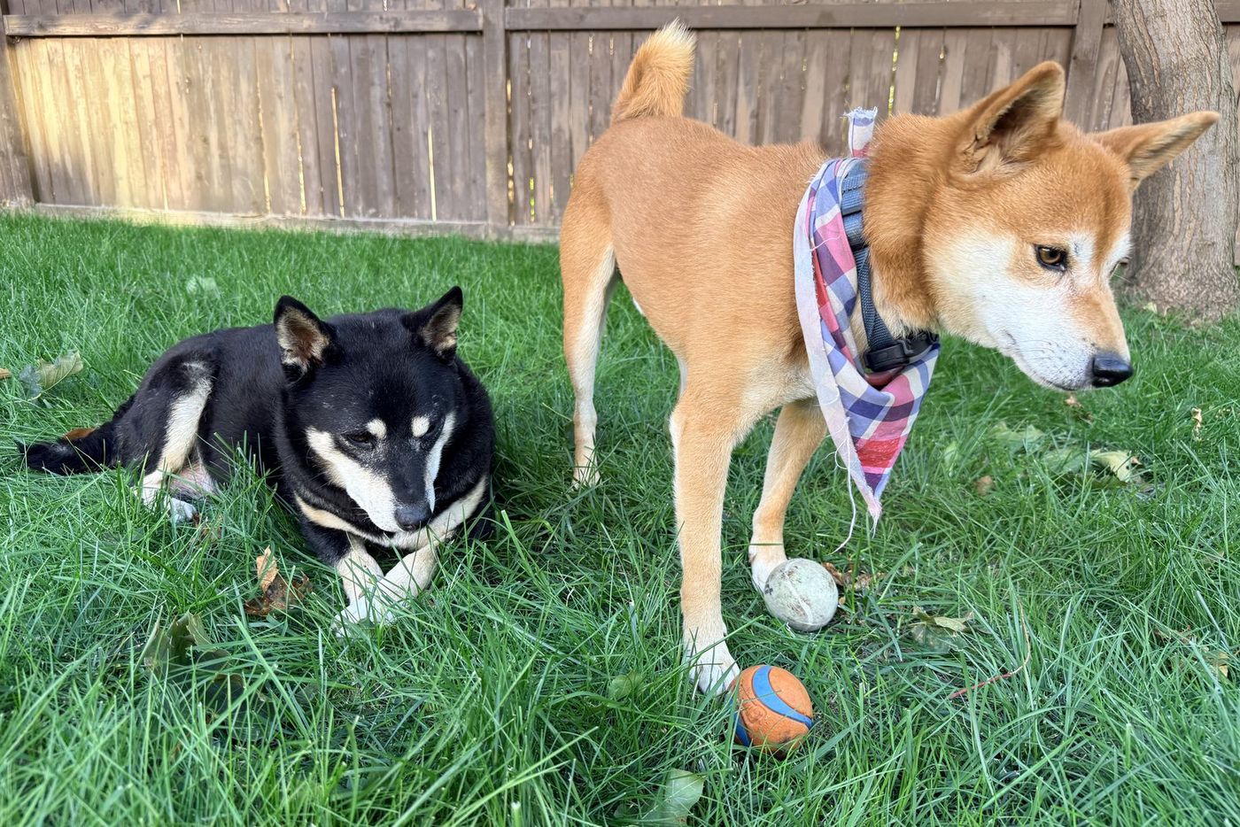 Fox standing over Mica in the grass with two balls at his feet