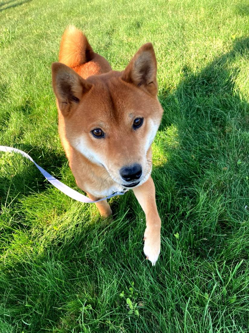 Fox, the sire, a red Shiba Inu