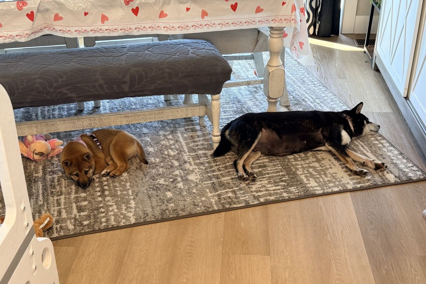Mica and a red puppy from her last litter asleep on a rug under the family dining table