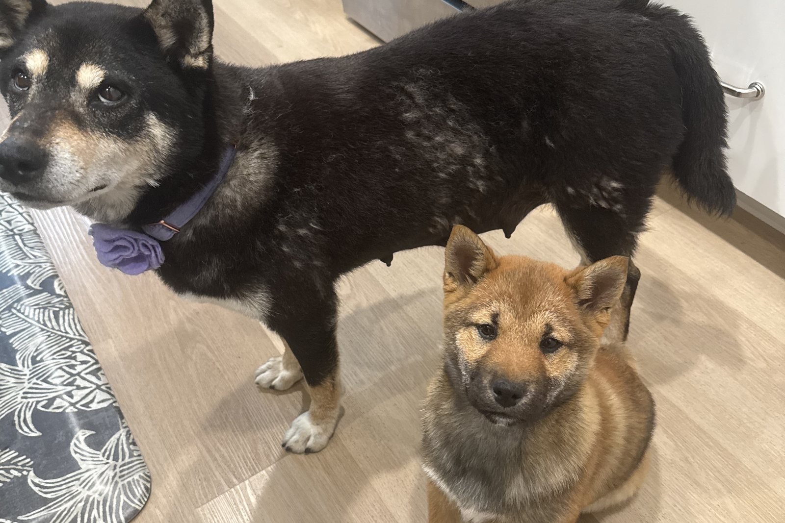 Mica standing over one of her puppies on the kitchen floor