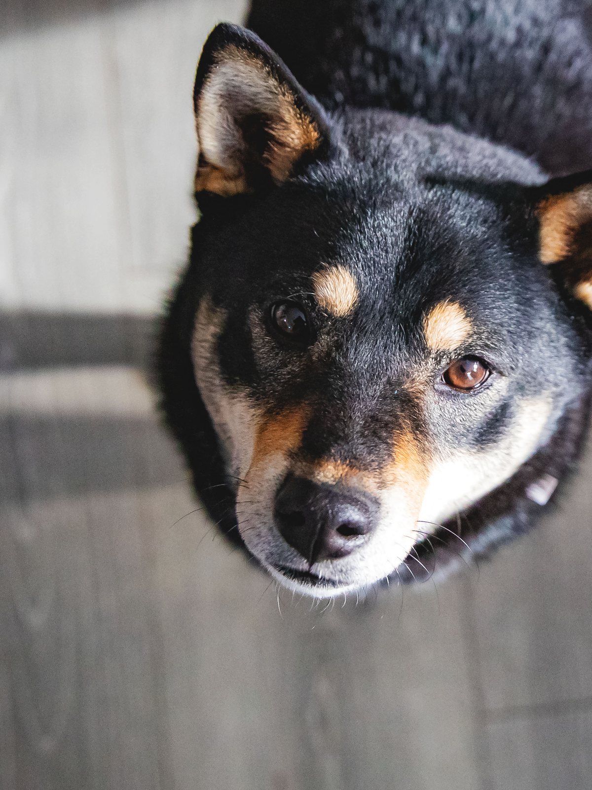 Mica, the dam, a black and tan Shiba Inu looking up at the camera