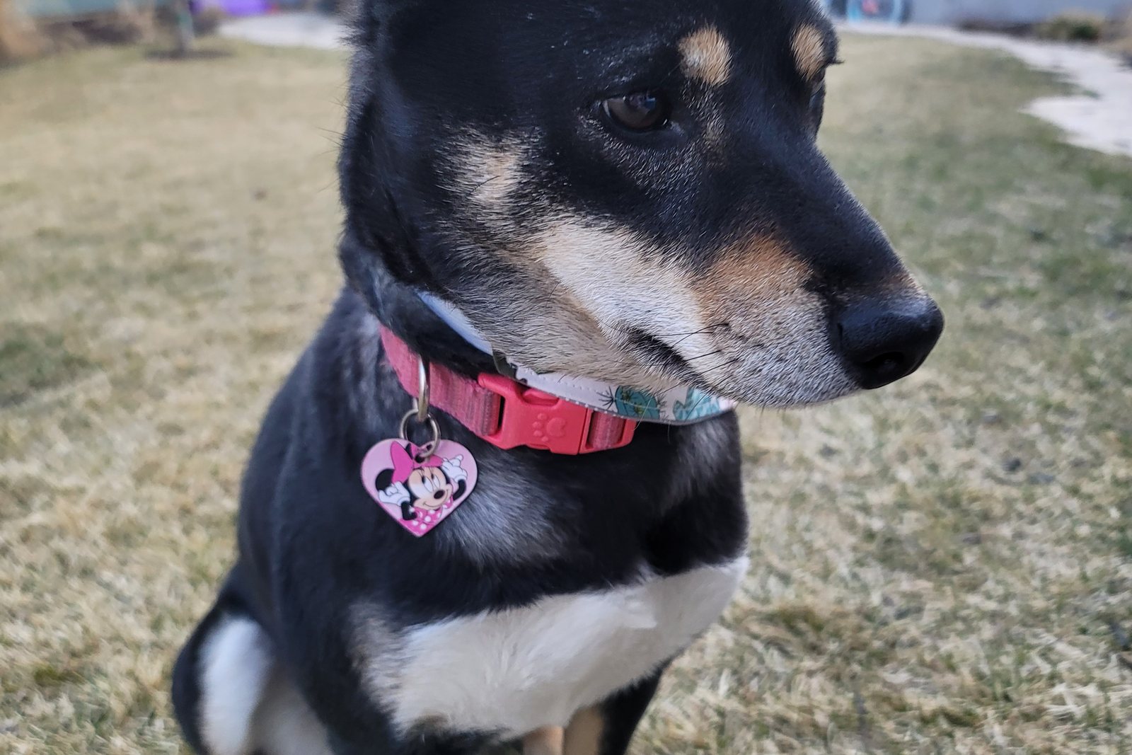 Mica, the dam, a black and tan Shiba Inu