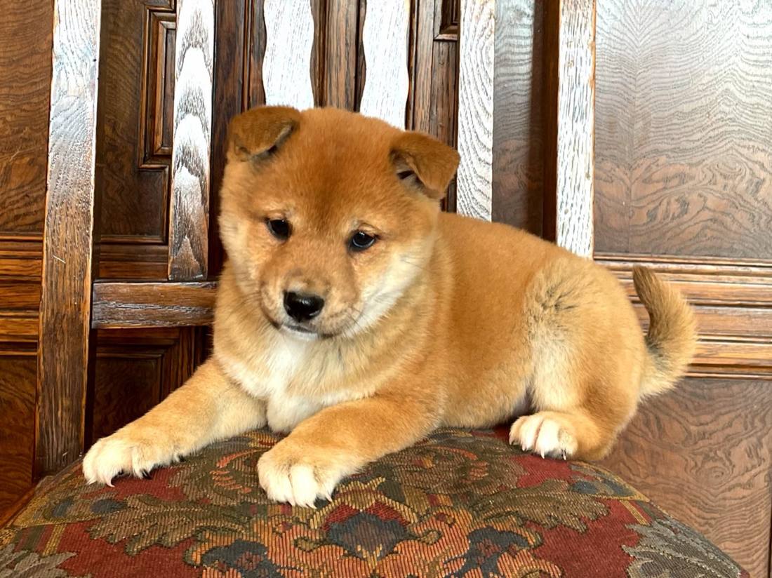 A red Shiba Inu puppy from an earlier litter