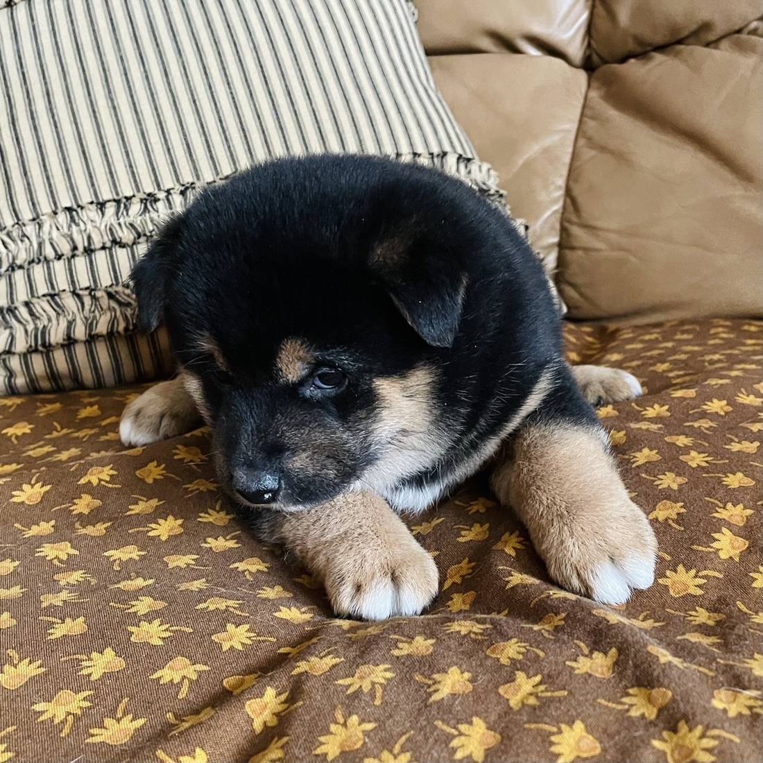 A black and tan Shiba Inu puppy from an earlier litter