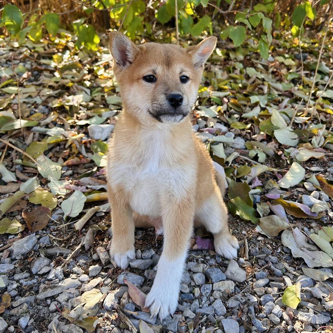 A red Shiba Inu puppy standing in autumn leaves