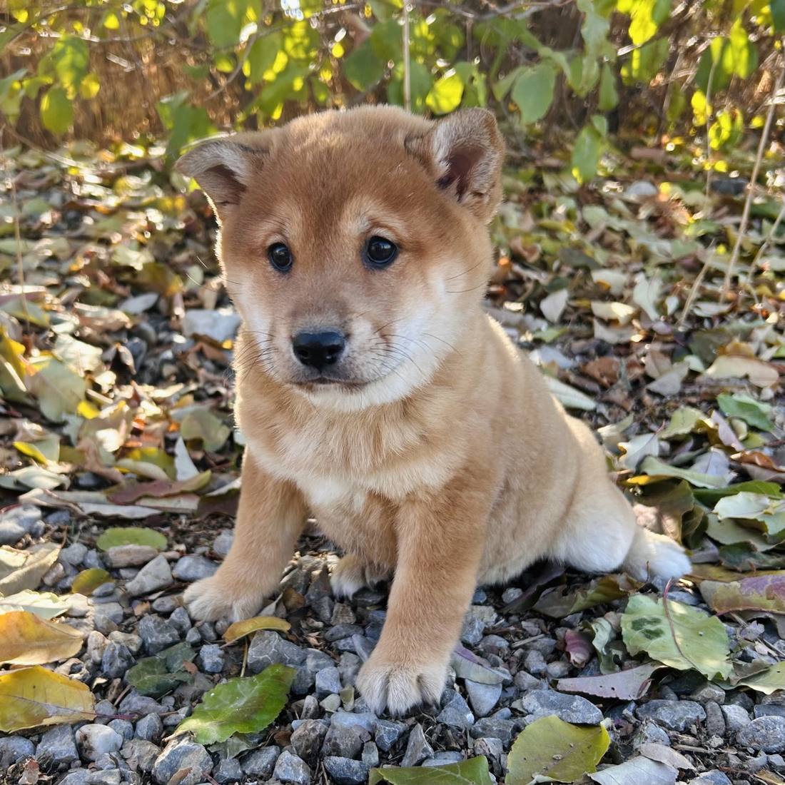 A red Shiba Inu puppy in autumn leaves