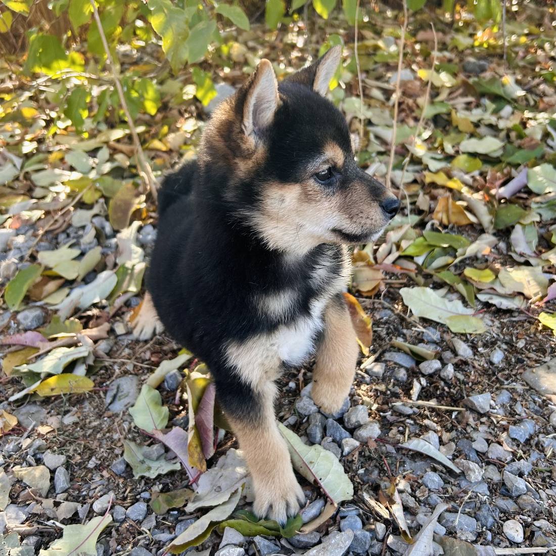 Two black and tan Shiba Inu puppies together