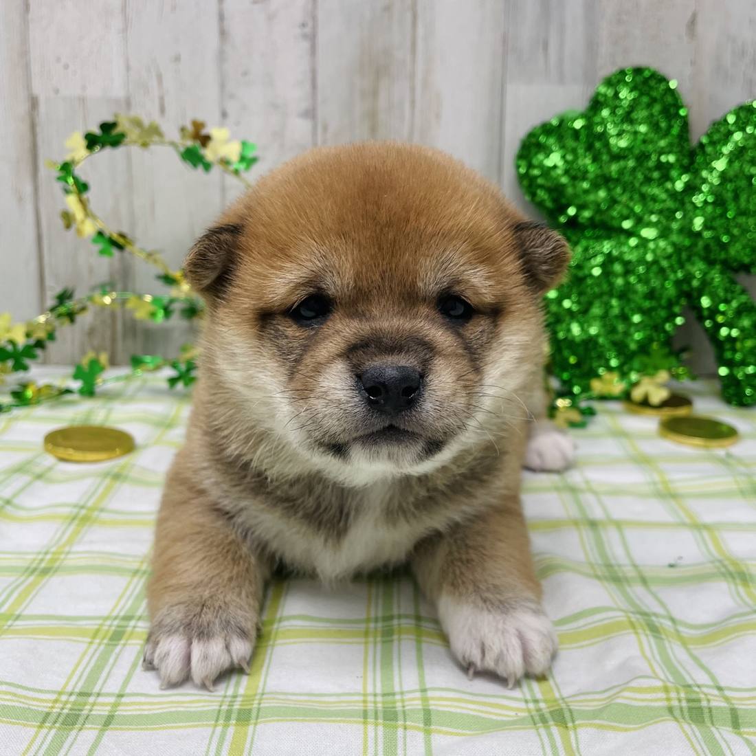 A red Shiba Inu puppy at a few weeks old