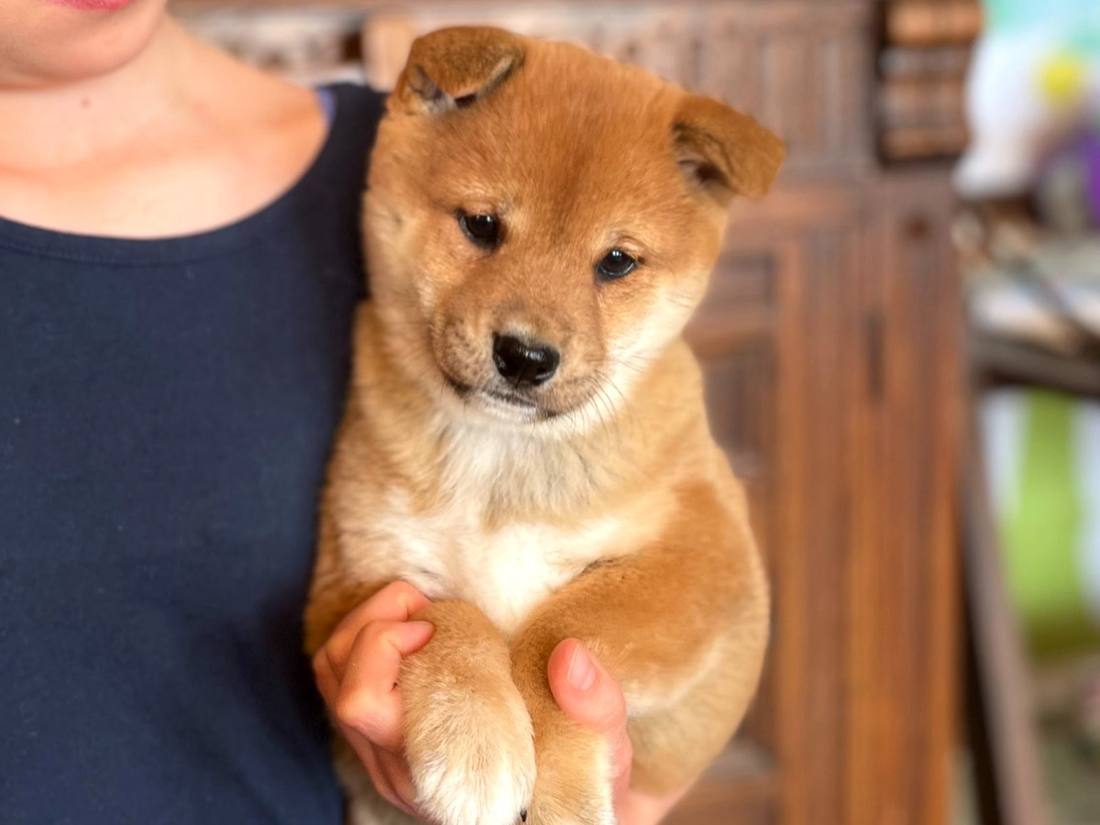 A Shiba Inu puppy being held