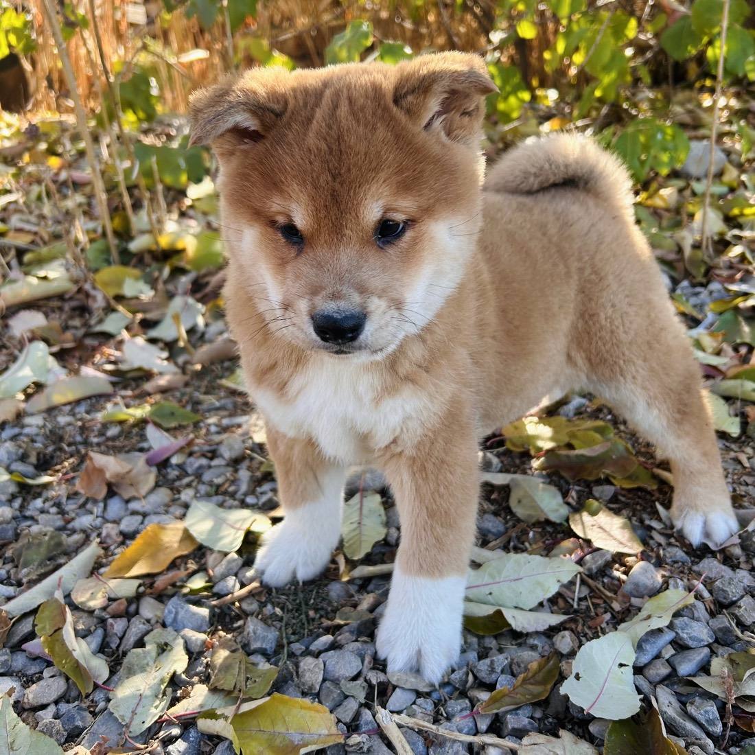 A red Shiba Inu puppy standing outdoors