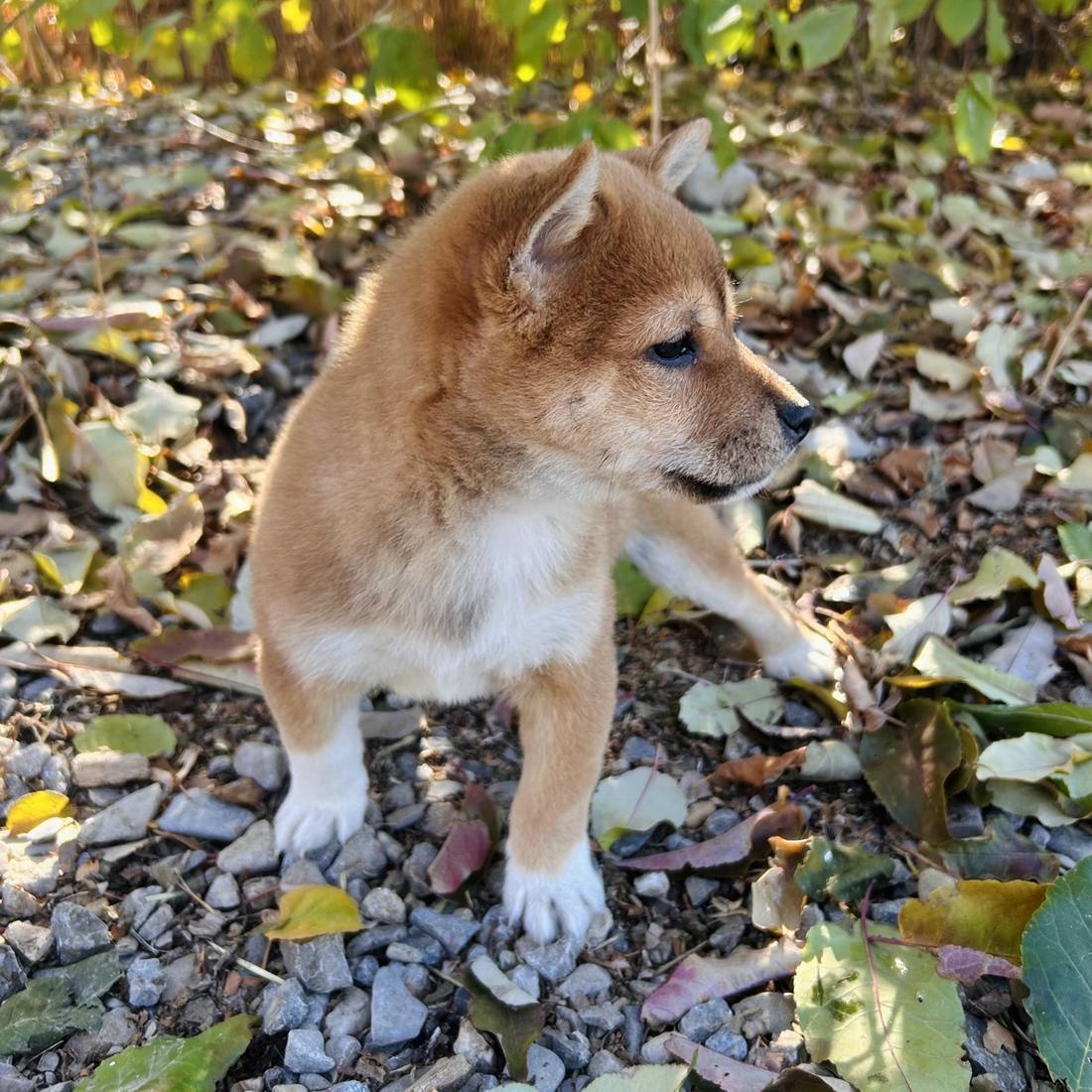 Two Shiba Inu puppies playing outdoors