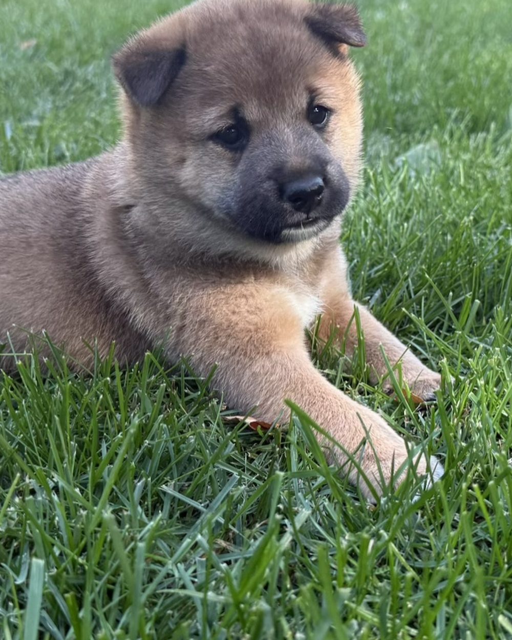 Bourbon, a red Shiba Inu puppy at five weeks old