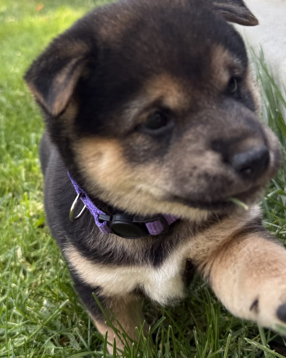 Brookie, a black and tan Shiba Inu puppy at five weeks old