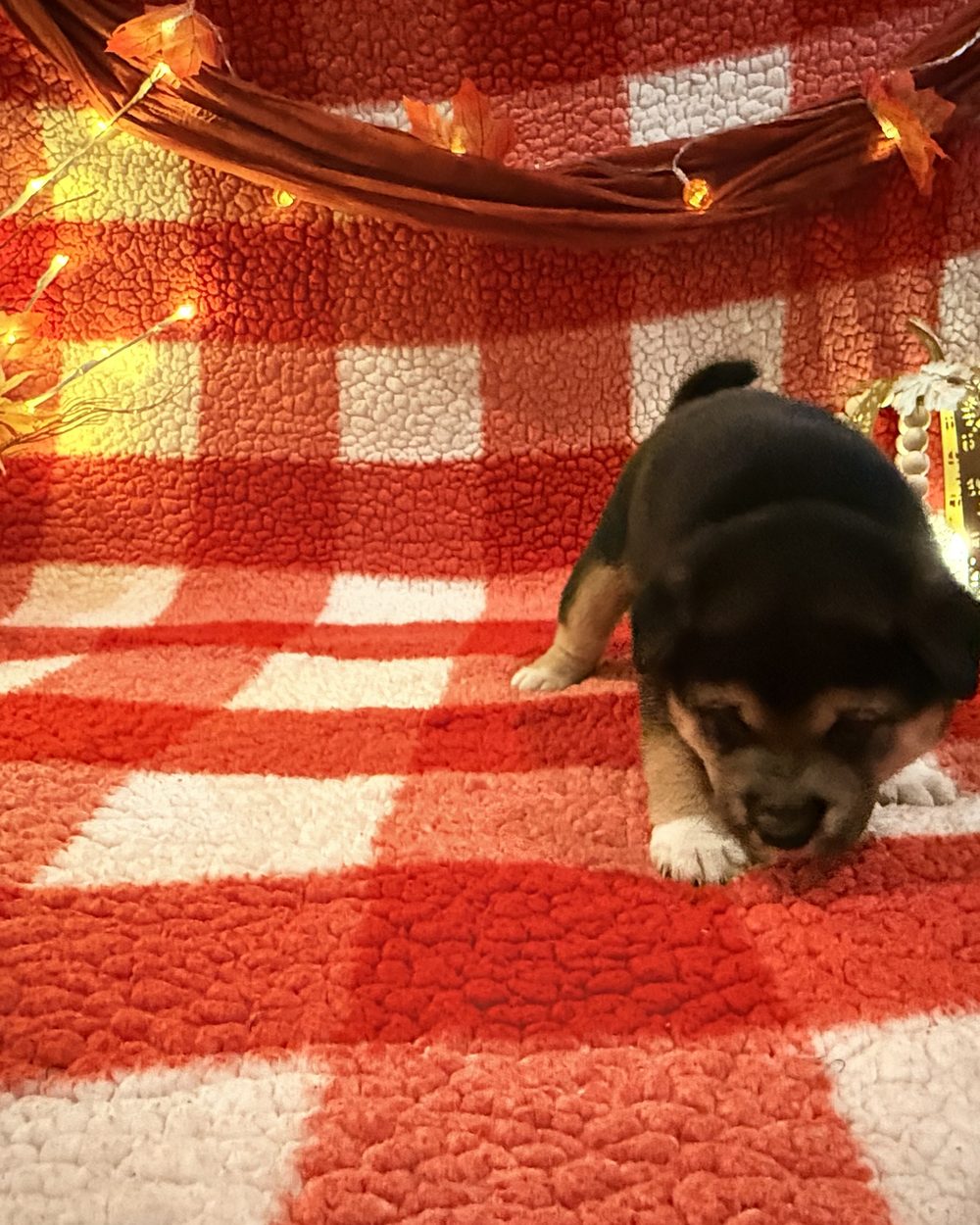 Monaka, a black and tan Shiba Inu puppy at five weeks old