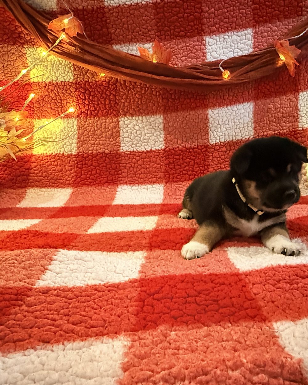Oreo, a black and tan Shiba Inu puppy at five weeks old