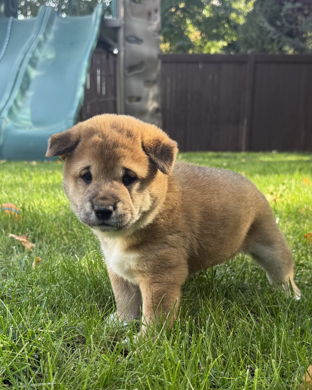 Sablé, a red Shiba Inu puppy at five weeks old