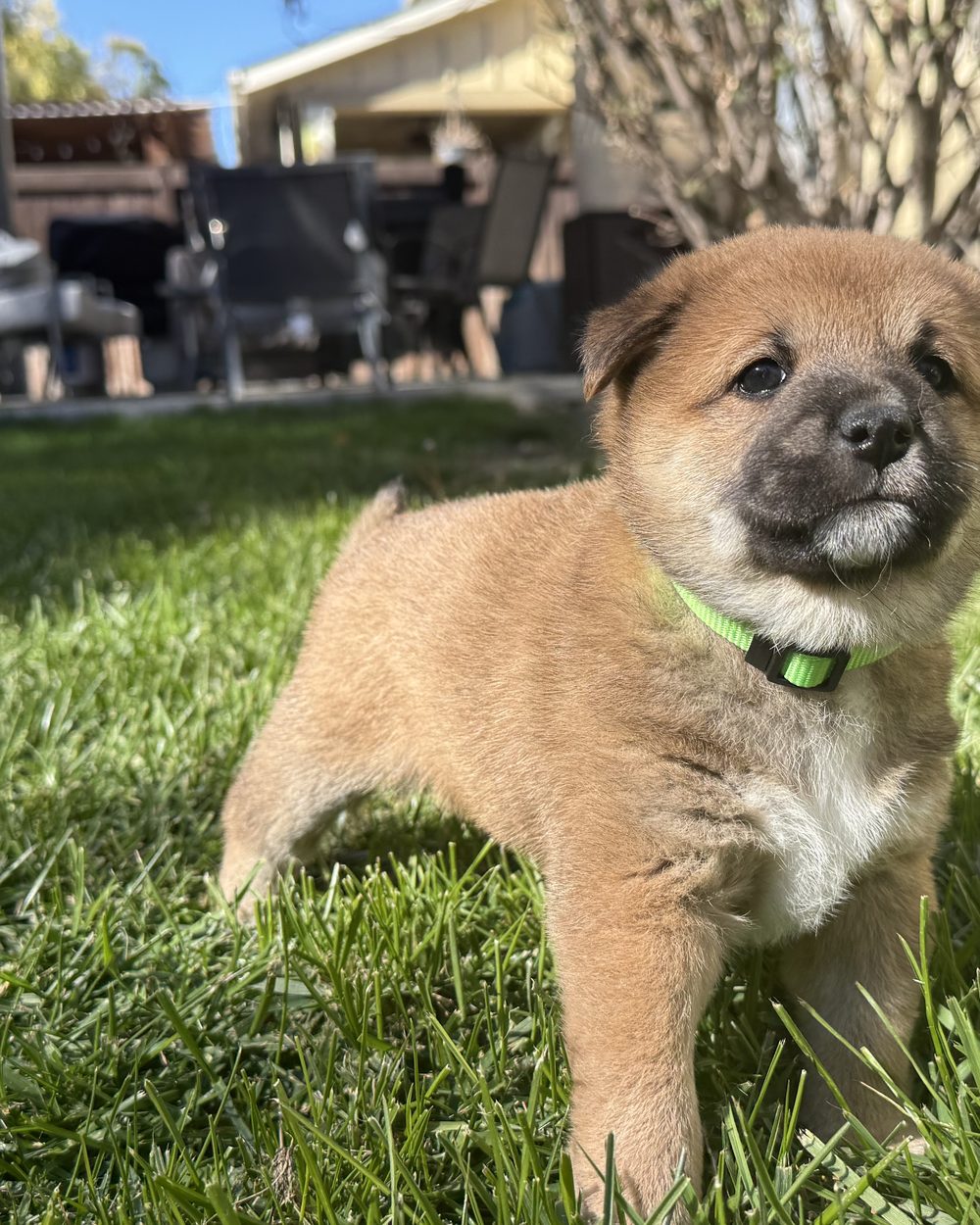 Snickerdoodle, a red Shiba Inu puppy at five weeks old